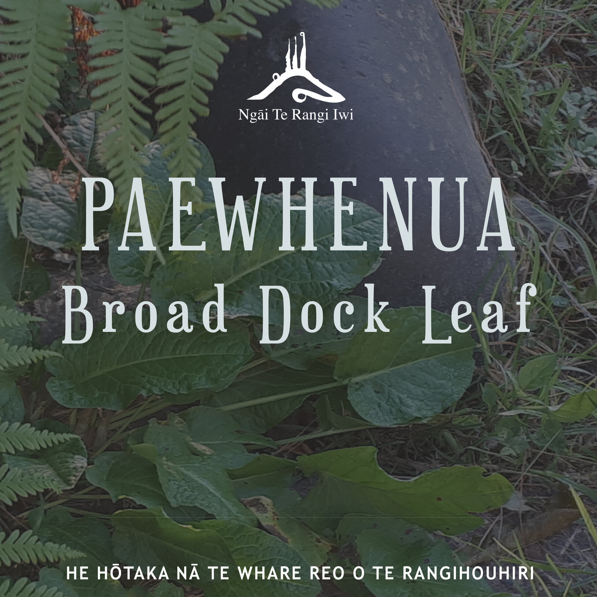 Kupu ā-iwi: Paewhenua