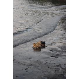 Te Iringa Ōkawa o Te Tai Whanake 