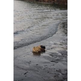 Te Iringa Ōkawa o Te Tai Whanake 